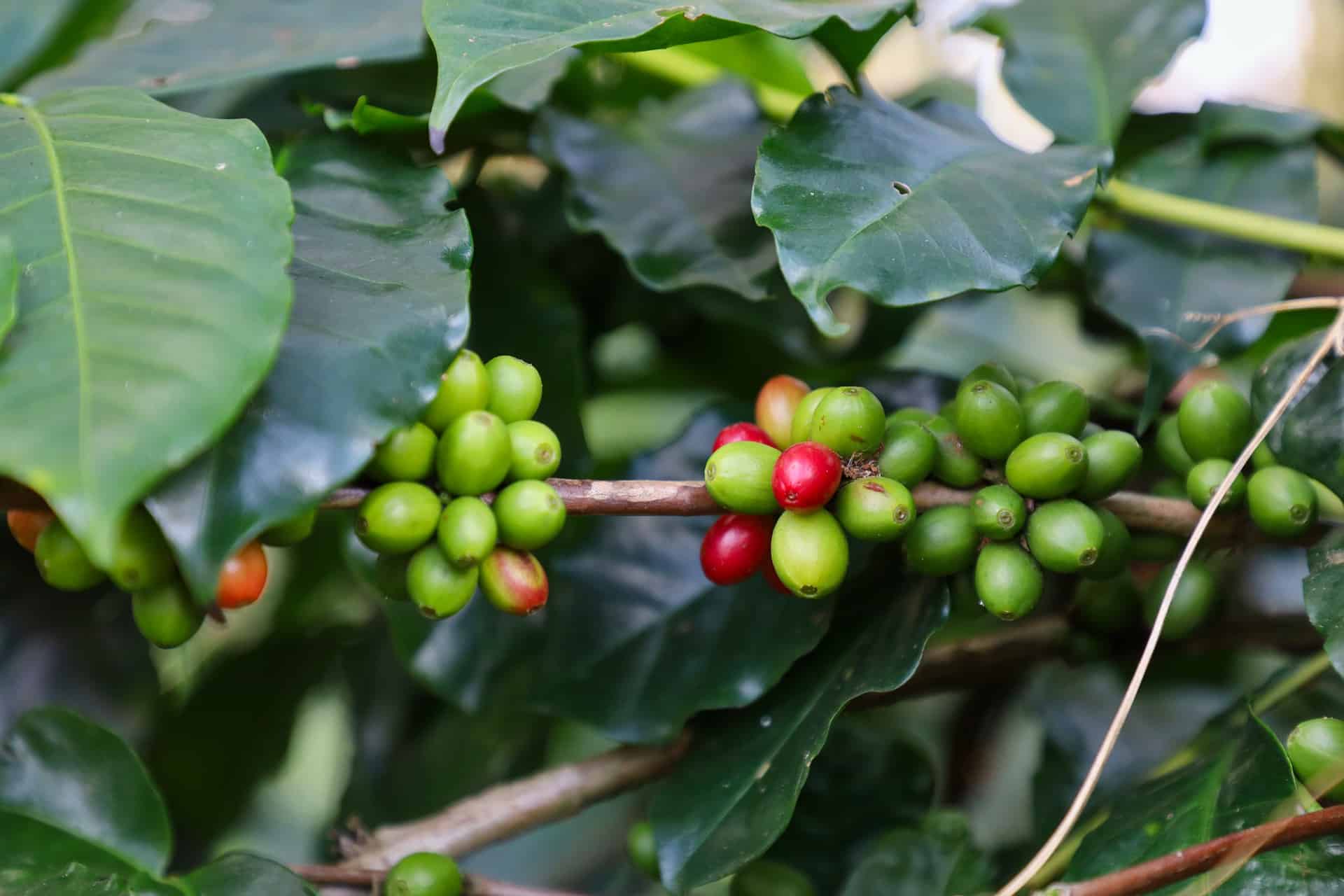 Coffee green beans